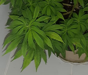 20220804_200133.jpg 20220804_200133.jpg