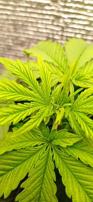 IMG_20220818_000540 — копия.jpg