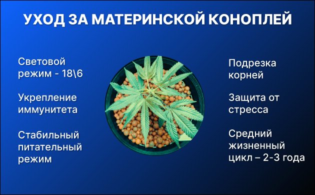 Как ухаживать за материнским растением конопли