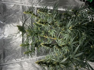 FFAB4452-7191-4606-BC88-CD7217785282.jpeg FFAB4452-7191-4606-BC88-CD7217785282.jpeg