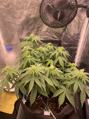 9A7F2D74-4D6C-48E2-95A7-A1BDEE5B1A38.jpeg 9A7F2D74-4D6C-48E2-95A7-A1BDEE5B1A38.jpeg