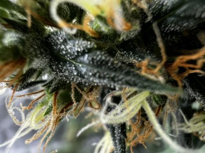 71ABBCD5-42BE-49E1-A371-B11E24B2E33B.jpeg 71ABBCD5-42BE-49E1-A371-B11E24B2E33B.jpeg