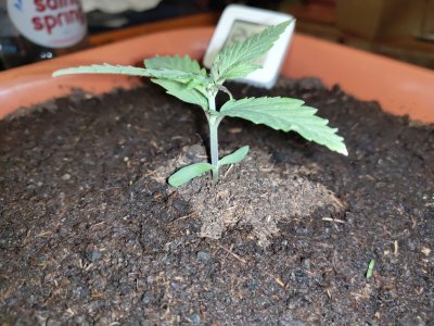 P20905-180252.jpg P20905-180252.jpg