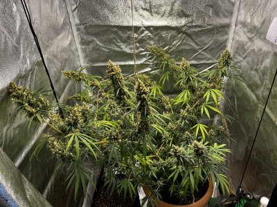 B6E54BE7-D03A-4800-A7D9-E47EBA3606C0.jpeg B6E54BE7-D03A-4800-A7D9-E47EBA3606C0.jpeg