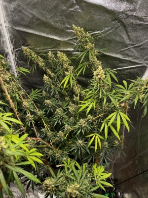 F8041FC3-F0EC-4641-81D9-DBEC63159D31.jpeg F8041FC3-F0EC-4641-81D9-DBEC63159D31.jpeg