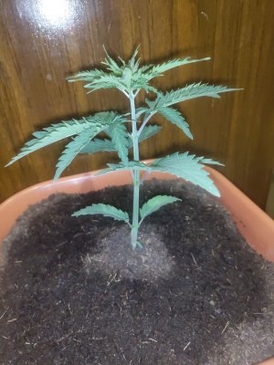 P20913-010312.jpg P20913-010312.jpg