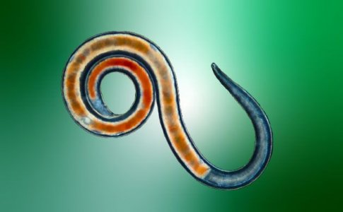 Нематоды – друзья или враги конопли?