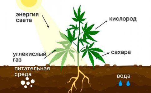 Важность фотосинтеза для конопли