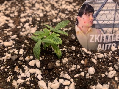 Zkittlez 1(больной)2.jpg