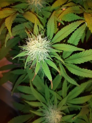 20221010_220616.jpg 20221010_220616.jpg