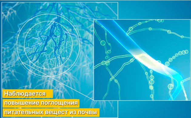 Как правильно вносить микоризные грибы в почву для конопли