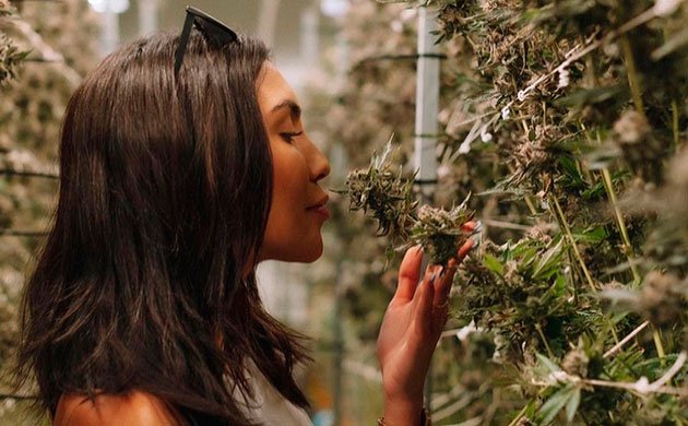 Почему нужно выбирать органическую марихуану?