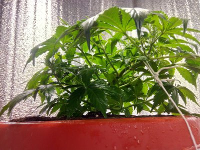 31 день LST3.jpg