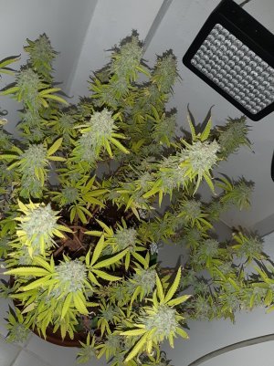 20221014_095045.jpg 20221014_095045.jpg