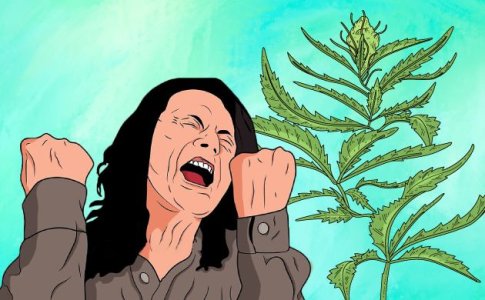 Стресс конопли