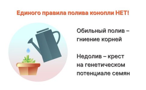 Чрезмерный полив или недолив конопли