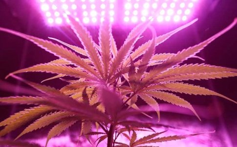 Расстояние лампы до конопли