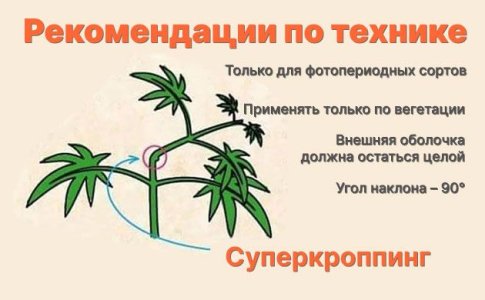 Пошаговый суперкроппинг конопли