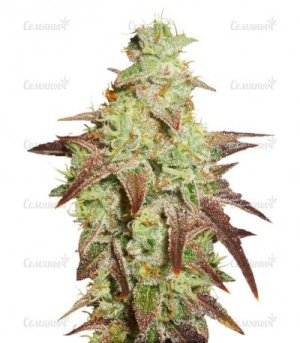 auto night queen.jpg