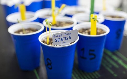 Пересадка конопли