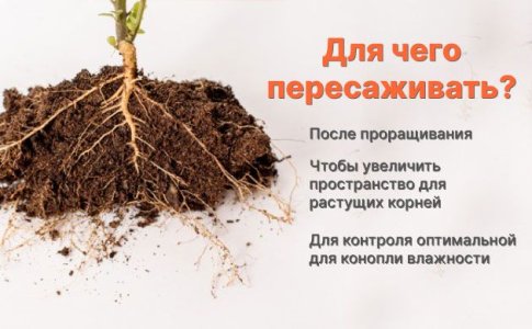 Зачем нужно пересаживать коноплю