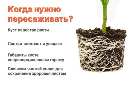 Признаки необходимости пересадки конопли