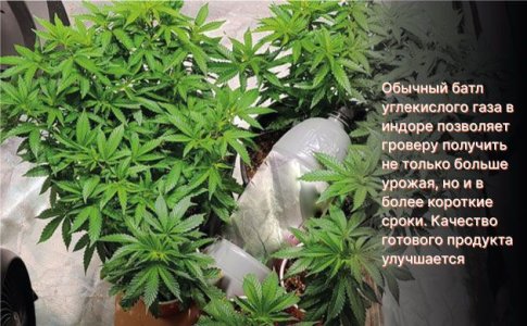 CO2 для конопли и урожайность 