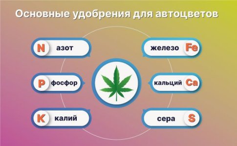 Удобрения для автоцветов в индоре и аутдоре