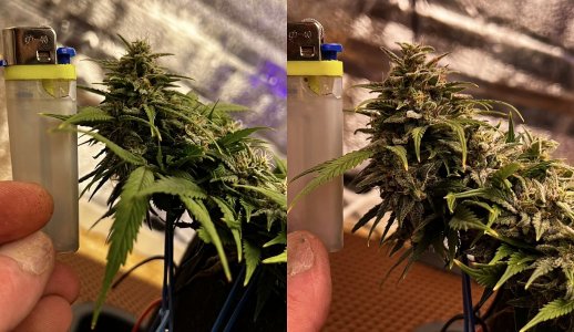 9485D940-10FE-4F53-A24C-2B355446EB3B.jpeg 9485D940-10FE-4F53-A24C-2B355446EB3B.jpeg