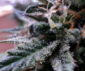 90DC6EFC-CE42-4609-A62F-13D32D73586A.jpeg 90DC6EFC-CE42-4609-A62F-13D32D73586A.jpeg