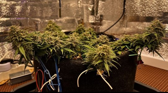 A2BAEE65-F4A3-4708-A133-AF8F730A452B.jpeg A2BAEE65-F4A3-4708-A133-AF8F730A452B.jpeg