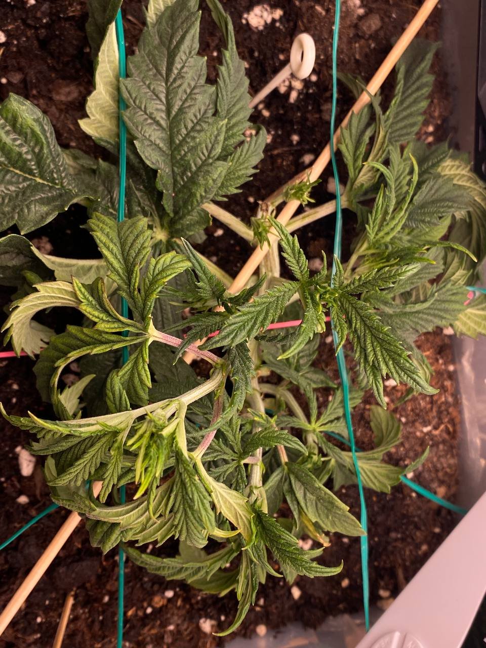 убрал 2 веера.jpg