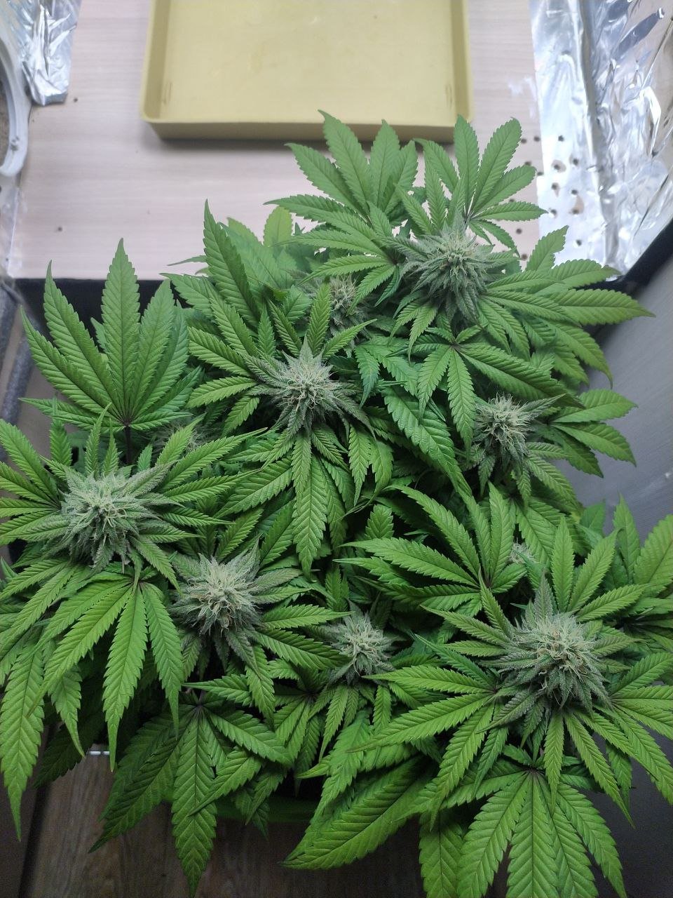 753 — копия.jpg