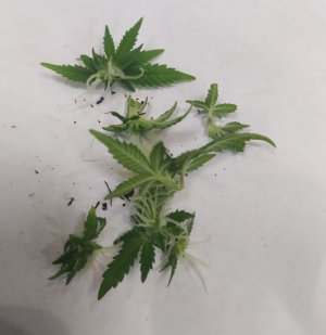 752 — копия.jpg