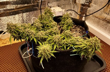 369A1085-34B3-4020-B438-8A3EE84E7789.jpeg 369A1085-34B3-4020-B438-8A3EE84E7789.jpeg