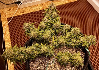 8D71187B-6C27-49FE-9268-A9E1895B4C5B.jpeg 8D71187B-6C27-49FE-9268-A9E1895B4C5B.jpeg