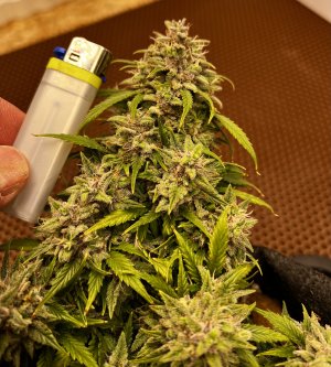 D4DA42C1-3AB6-4C79-BEE2-3F3DD5CB5990.jpeg D4DA42C1-3AB6-4C79-BEE2-3F3DD5CB5990.jpeg