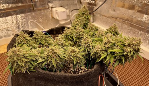 90311DEC-B268-41BB-9FF4-5E23560D0826.jpeg 90311DEC-B268-41BB-9FF4-5E23560D0826.jpeg