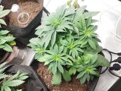 Cream caramel CBD(sweet seeds)