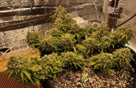 A42DCCD2-058B-4A90-B695-8DC8181637CE.jpeg A42DCCD2-058B-4A90-B695-8DC8181637CE.jpeg