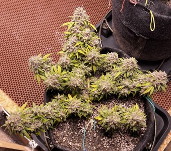 CE886BD1-61CE-462A-A320-F615AA0456CF.jpeg CE886BD1-61CE-462A-A320-F615AA0456CF.jpeg