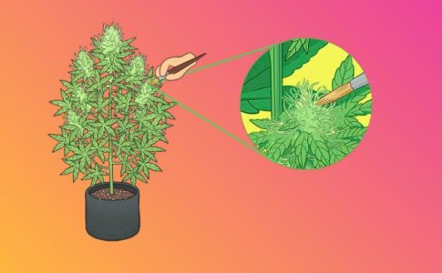 Конопля для бридинга