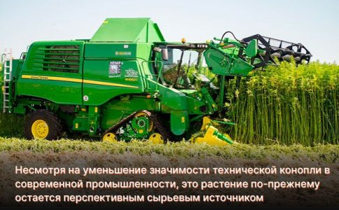 Техническая конопля сегодня