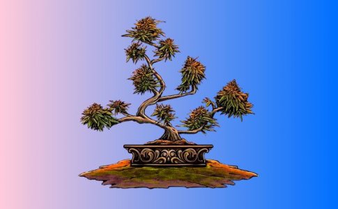 Выращивание конопли бонсай