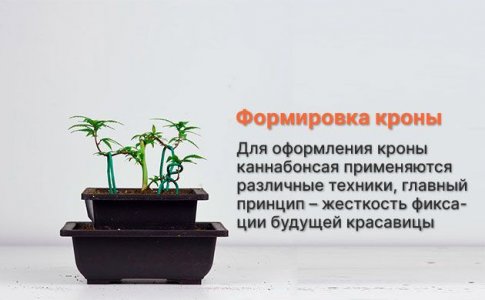 формировка кроны