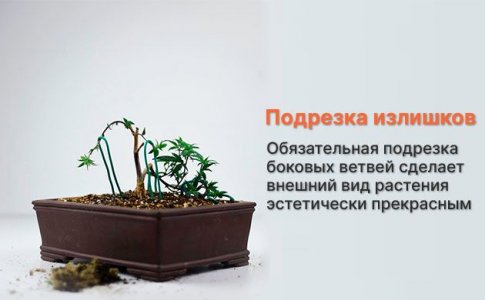 подрезка ветвей