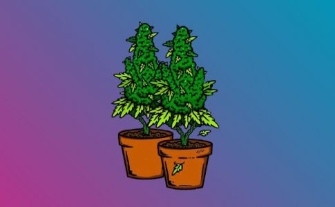 Выращивание конопли при световом режиме 12/12 от семки до харвеста