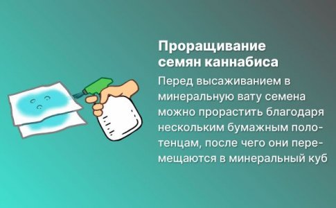 Проращивание семян