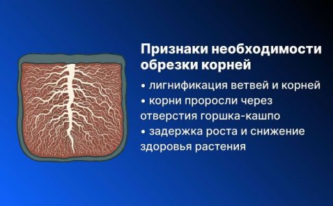 Когда нужно обрезать корни вручную