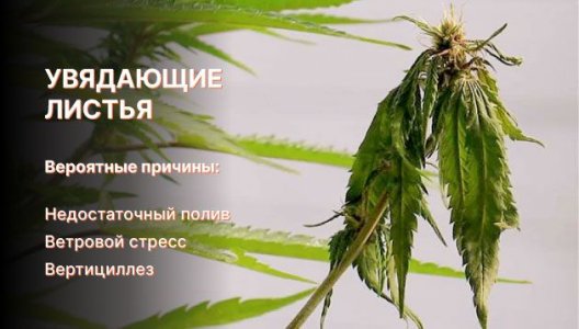 Увядающие листья конопли